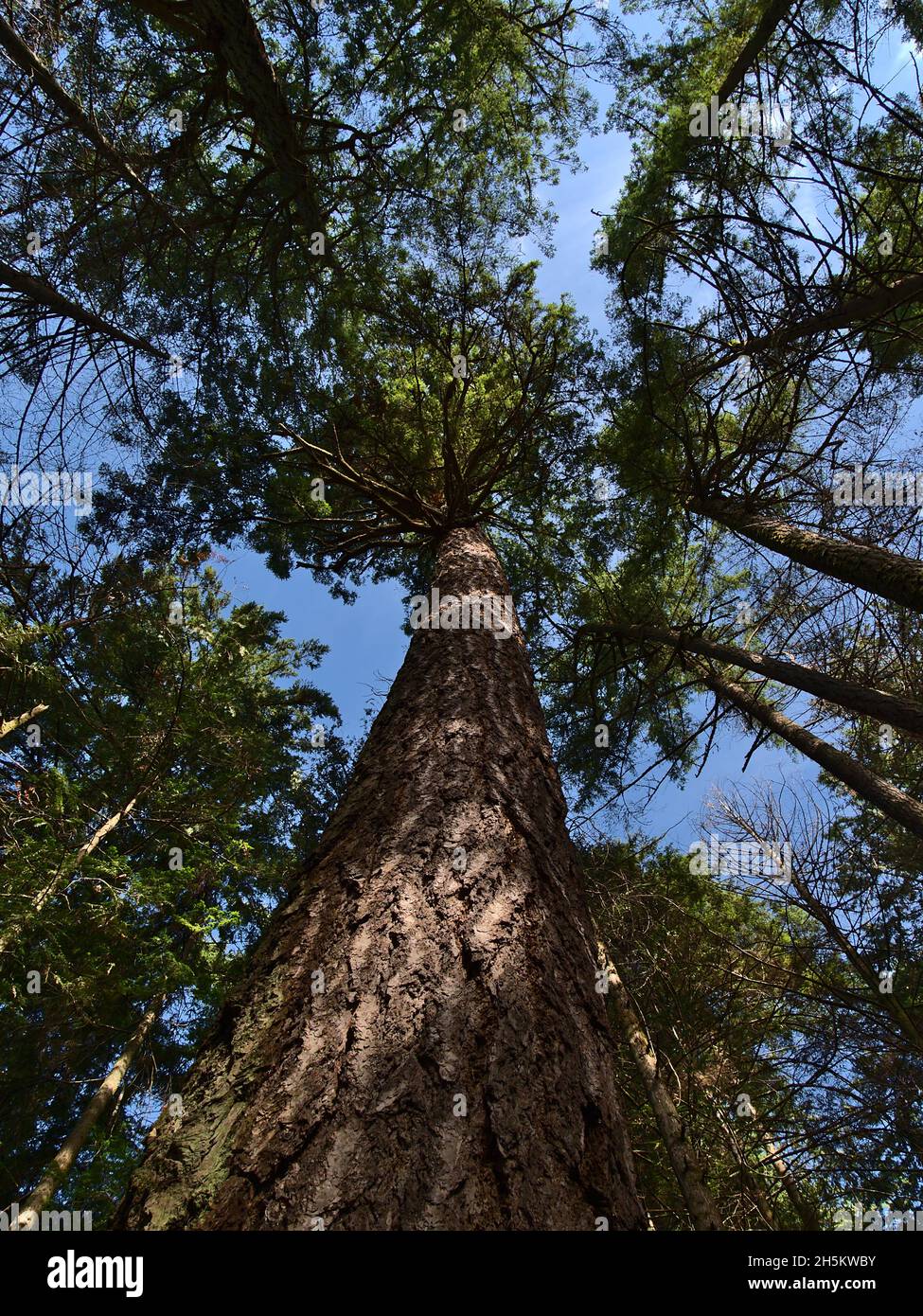 Basso angolo ritratto vista del maestoso abete Douglas (Pseudotsuga menziesii) con l'età di diverse centinaia di anni a Lighthouse Park, West Vancouver, Canada. Foto Stock
