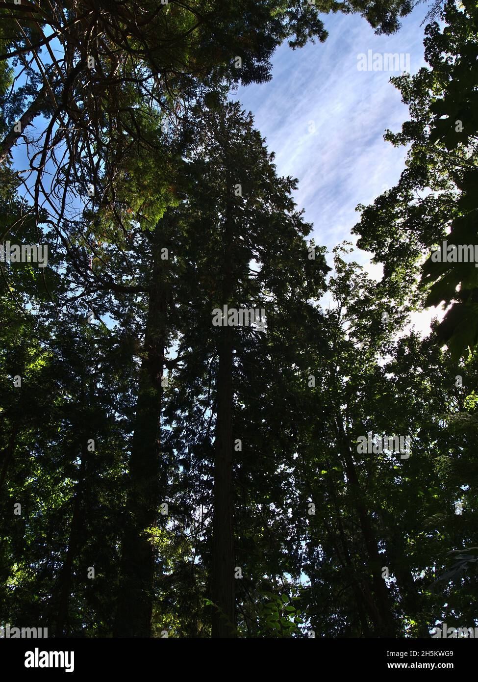 Vista ad angolo basso della vecchia foresta con alti abeti Douglas (Pseudotsuga menziesii) in Lighthouse Park, West Vancouver, British Columbia, Canada. Foto Stock