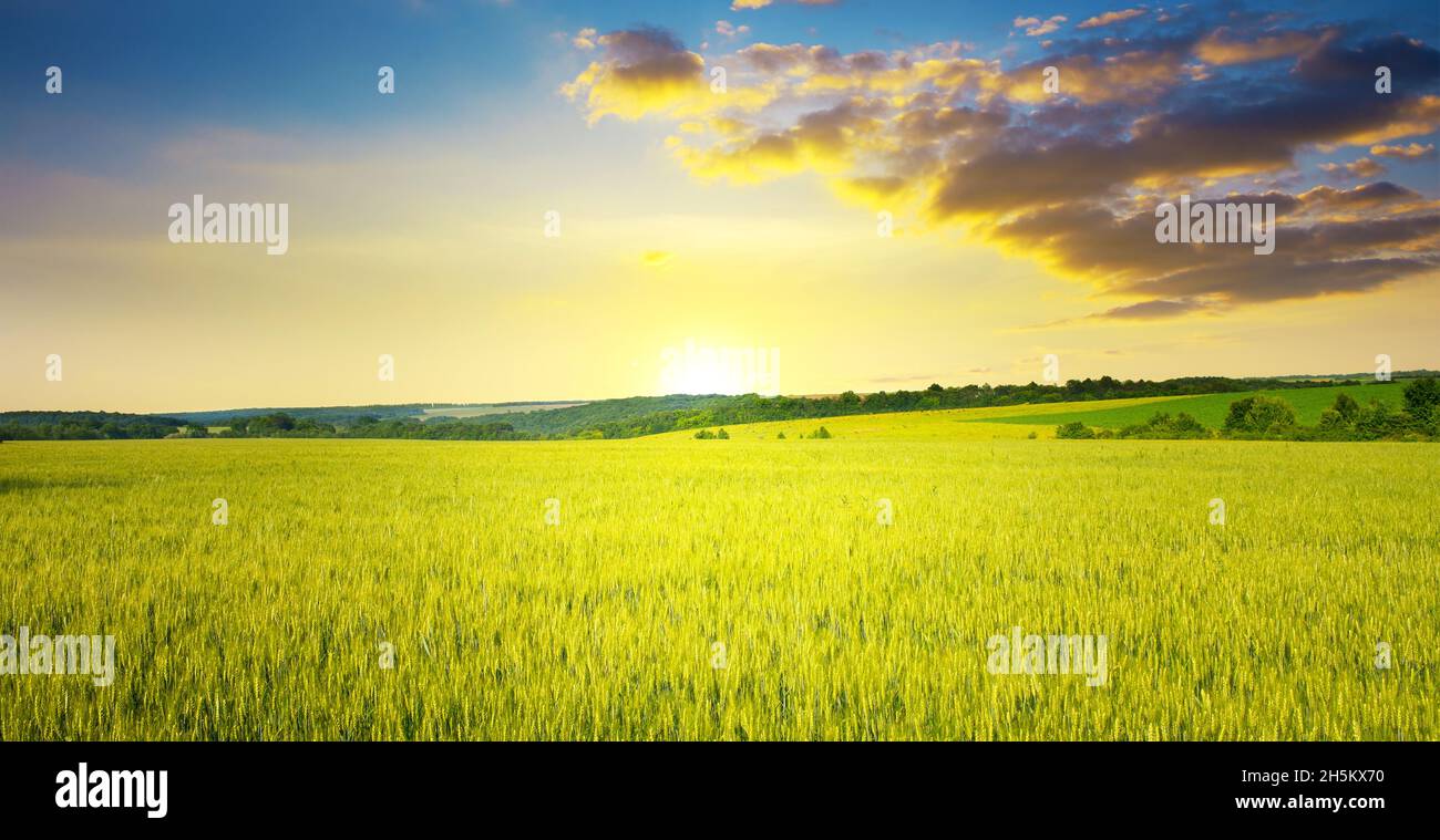 Maestosa alba e cielo blu con nuvole su un campo di grano estivo maturo. Foto Stock