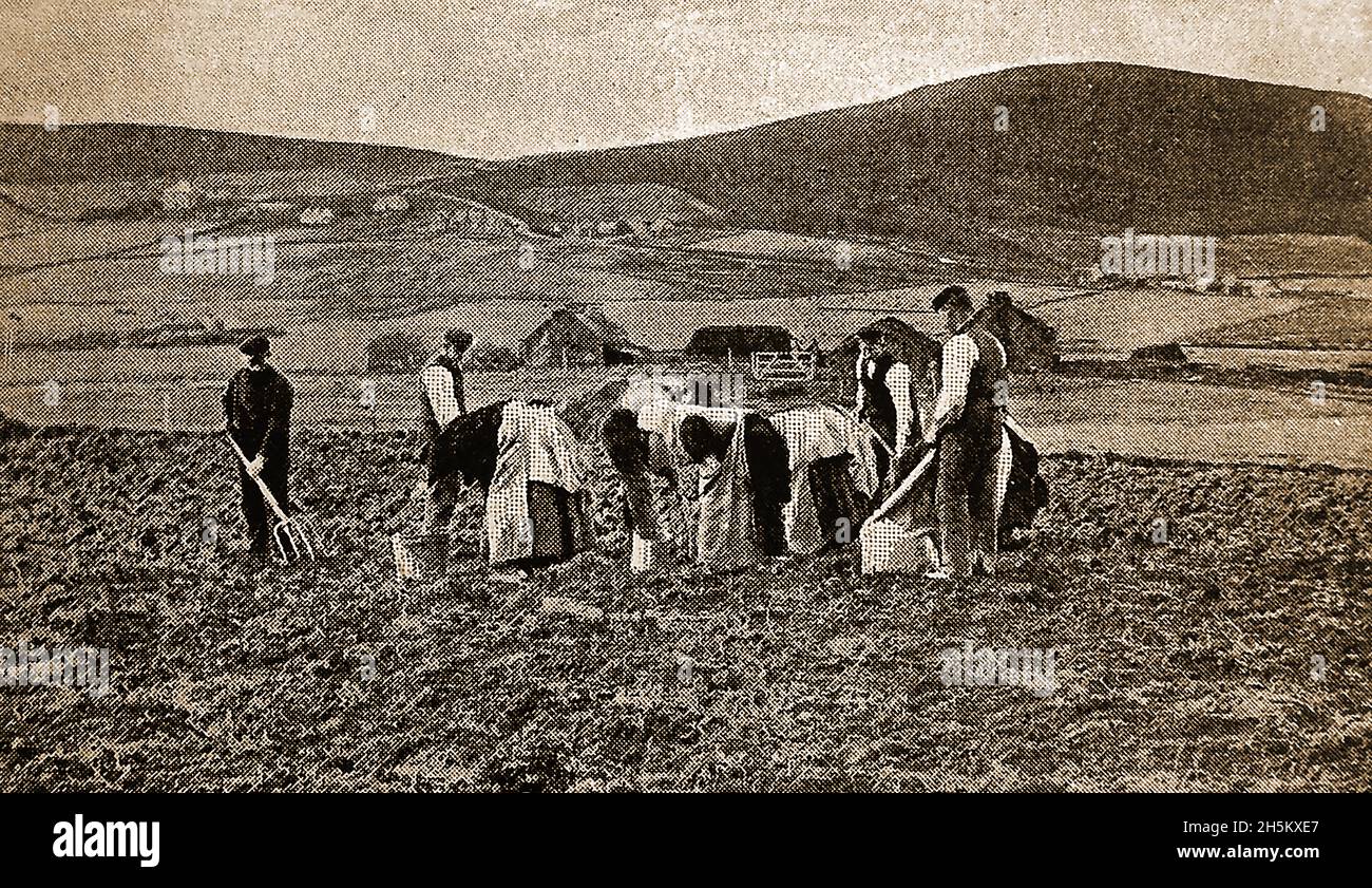 1908 Orphir, Orkney, Scozia - un gruppo di uomini e donne locali che lavorano nei campi al momento del raccolto. Foto Stock