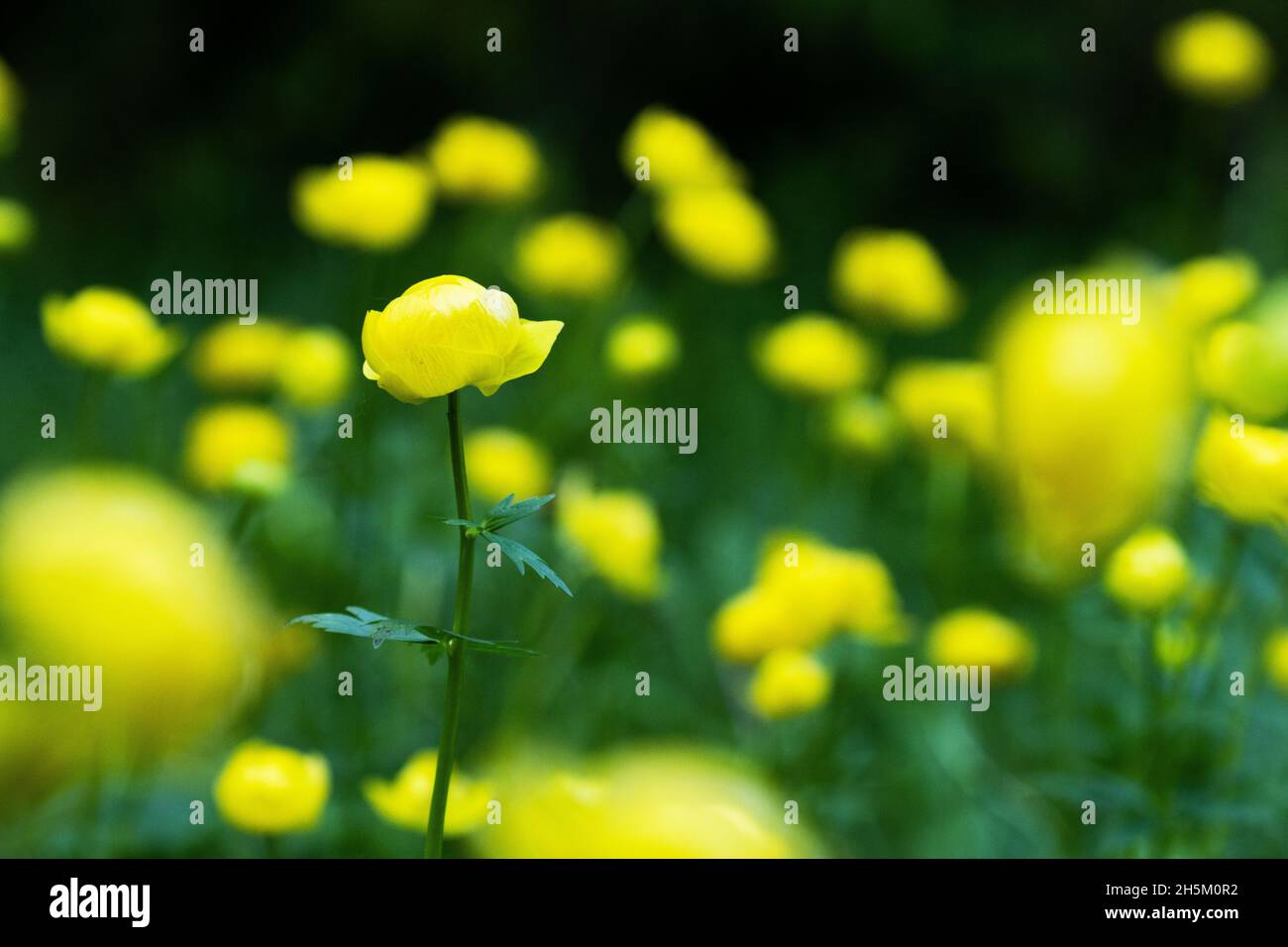 Primo piano di un bellissimo fiore giallo, Troglius europaeus ha girato un prato allagato estone, nel Nord Europa. Foto Stock