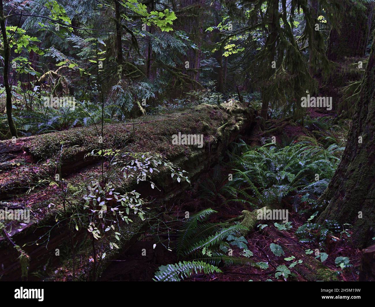 Albero marcio con tronco spesso giacente a terra nella foresta pluviale temperata a Cathedral Grove nel MacMillan Provincial Park, Vancouver Island, Canada. Foto Stock