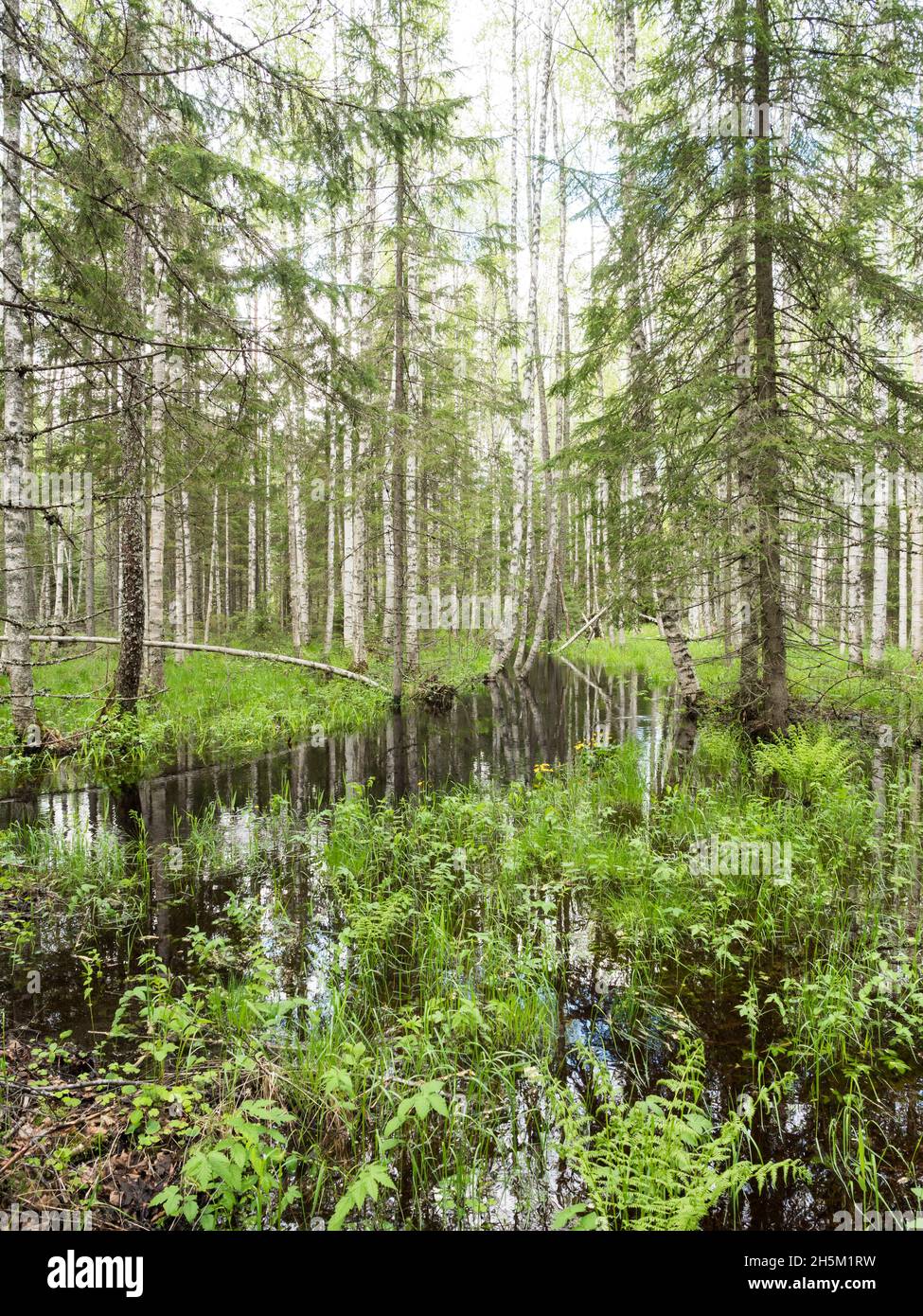 Allagamento della foresta da un piccolo fiume Foto Stock