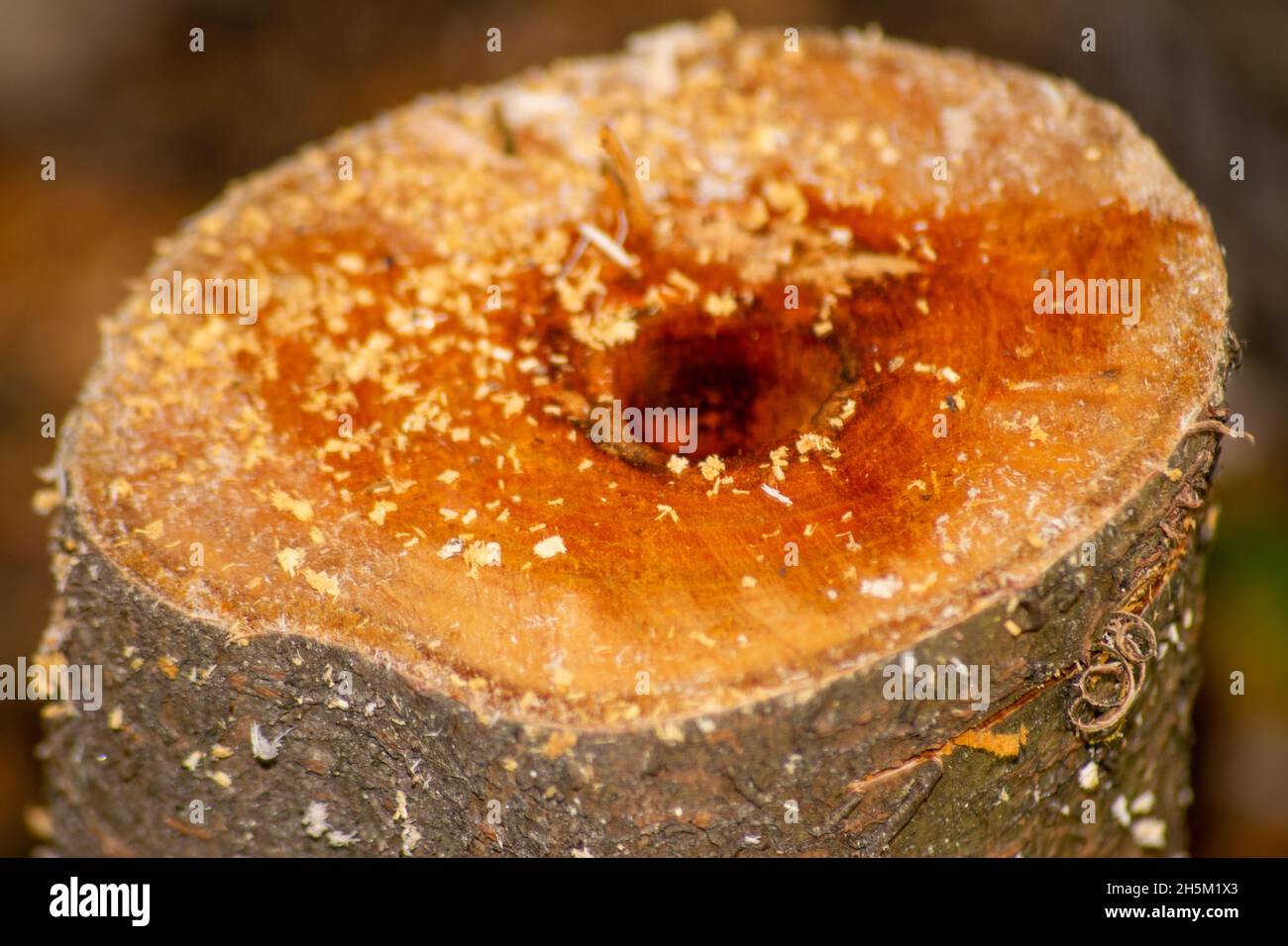 Albero di Prune tagliato, prunus, alberi da frutto tagliato per scopi di progettazione di giardino Foto Stock