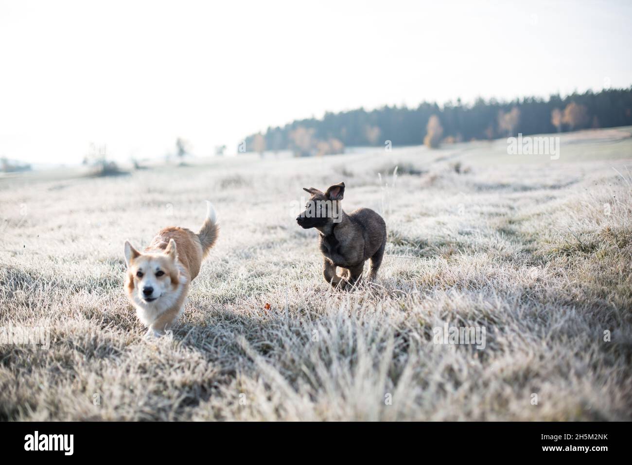 Due cani che giocano su un prato coperto di hoarfrost (gallese Corgi Pembroke & German Shepherd Dog Puppy) Foto Stock
