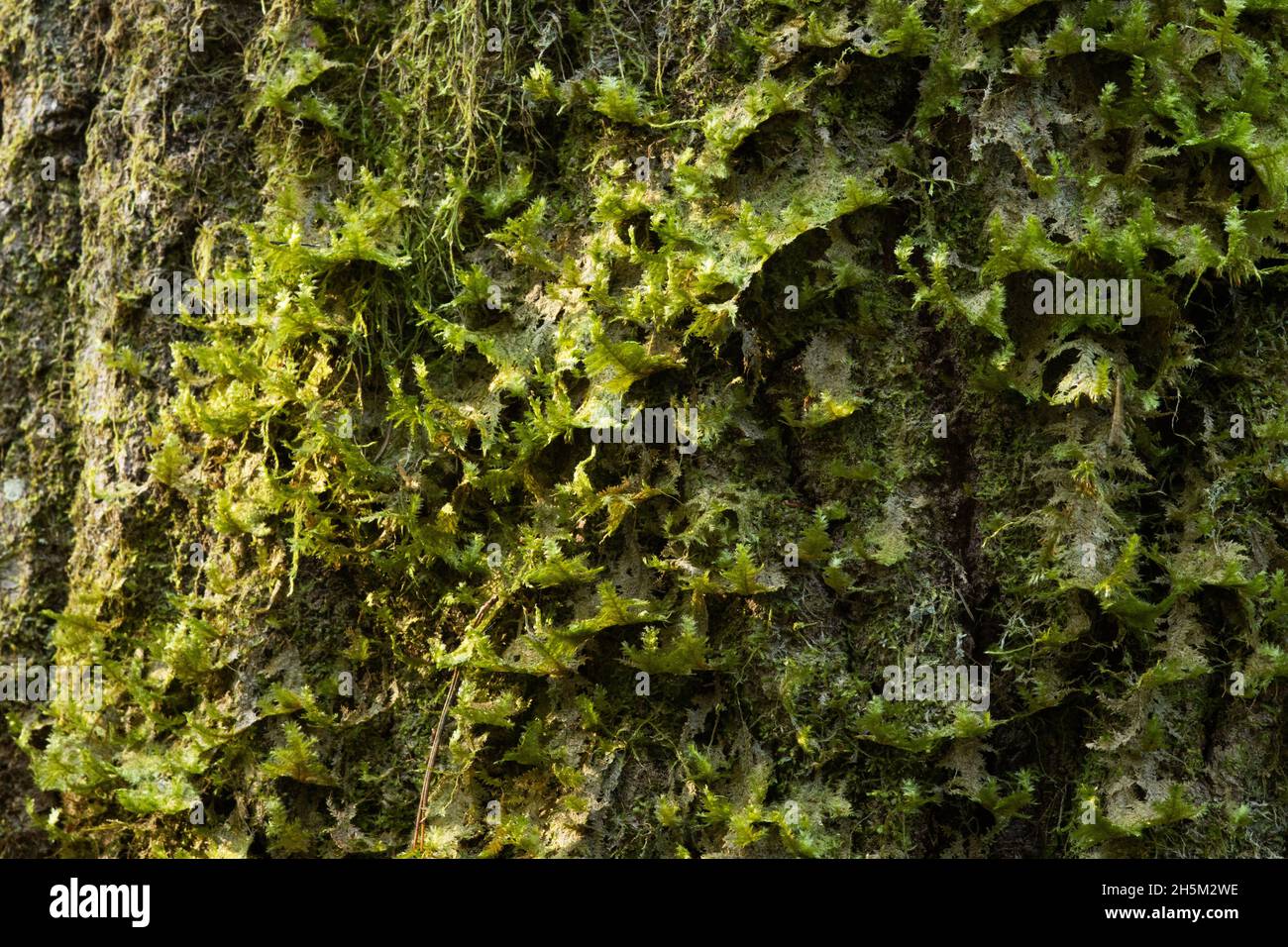 Primo piano di una pennata di Neckera che cresce su una corteccia di Aspen in una foresta di vecchia crescita. Neckera pennata è una specie di muschio appartenente alla famiglia Neckerace Foto Stock