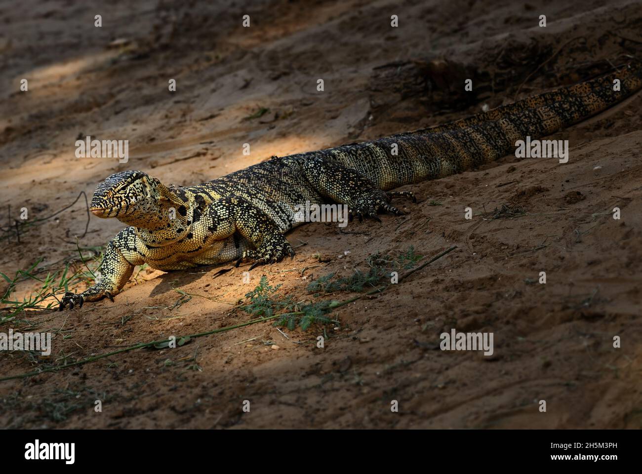 Nilo Monitor - Varanus niloticus, grande lucertola da laghi e fiumi africani, Tsavo Est, Kenya. Foto Stock