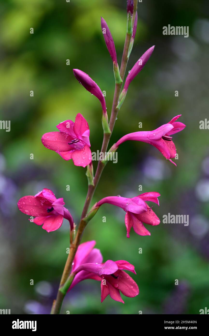 Watsonia Borbonia Victoria, Giglio di Bugle, fiore viola, fiori viola, watsonias viola, fiore, fiori, spike, spike, perenne, letto misto, bordo, impianto sc Foto Stock