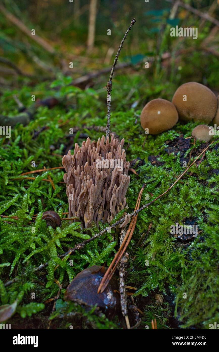 Fungo di corallo chiamato Ramaria formosa close-up, bella foresta sfondo Foto Stock