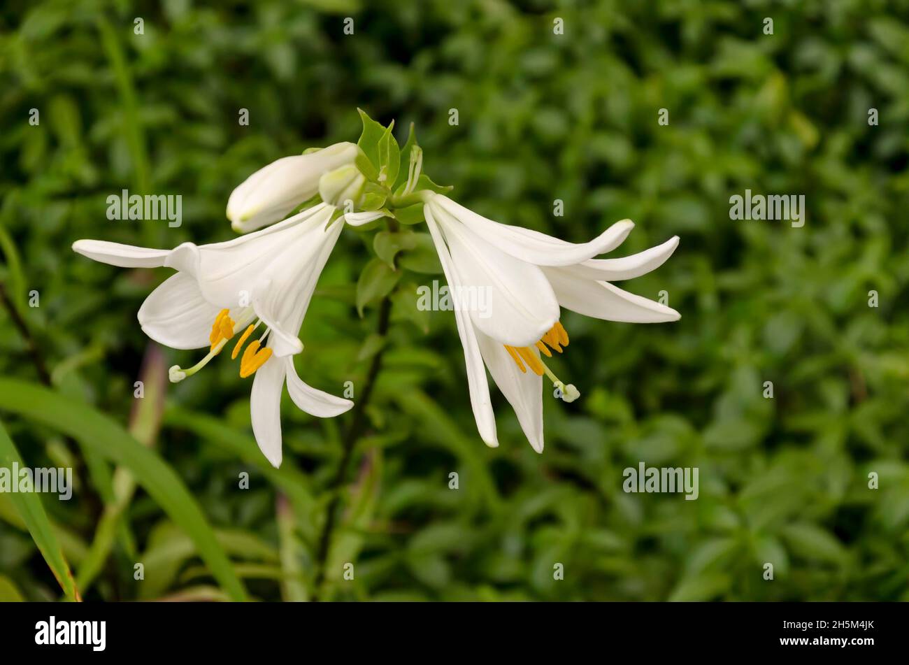 Ramoscello con fiori bianchi di Madonna Lily o Lilium candidum, Sofia, Bulgaria Foto Stock