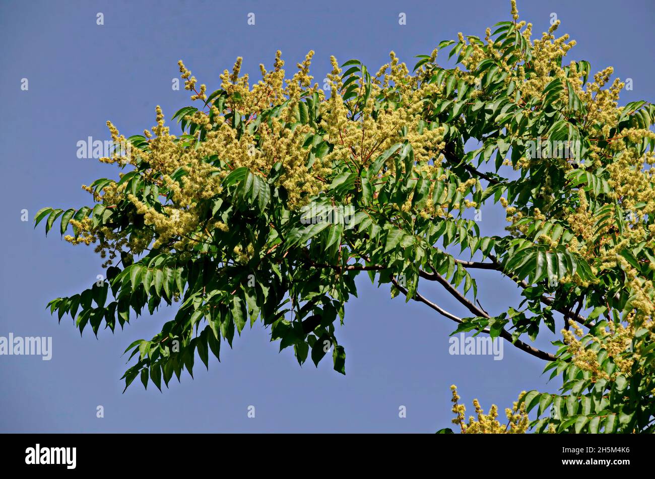Ramoscello con foglie e fiore di un albero celeste o Ailanthus altissima, Sofia, Bulgaria Foto Stock