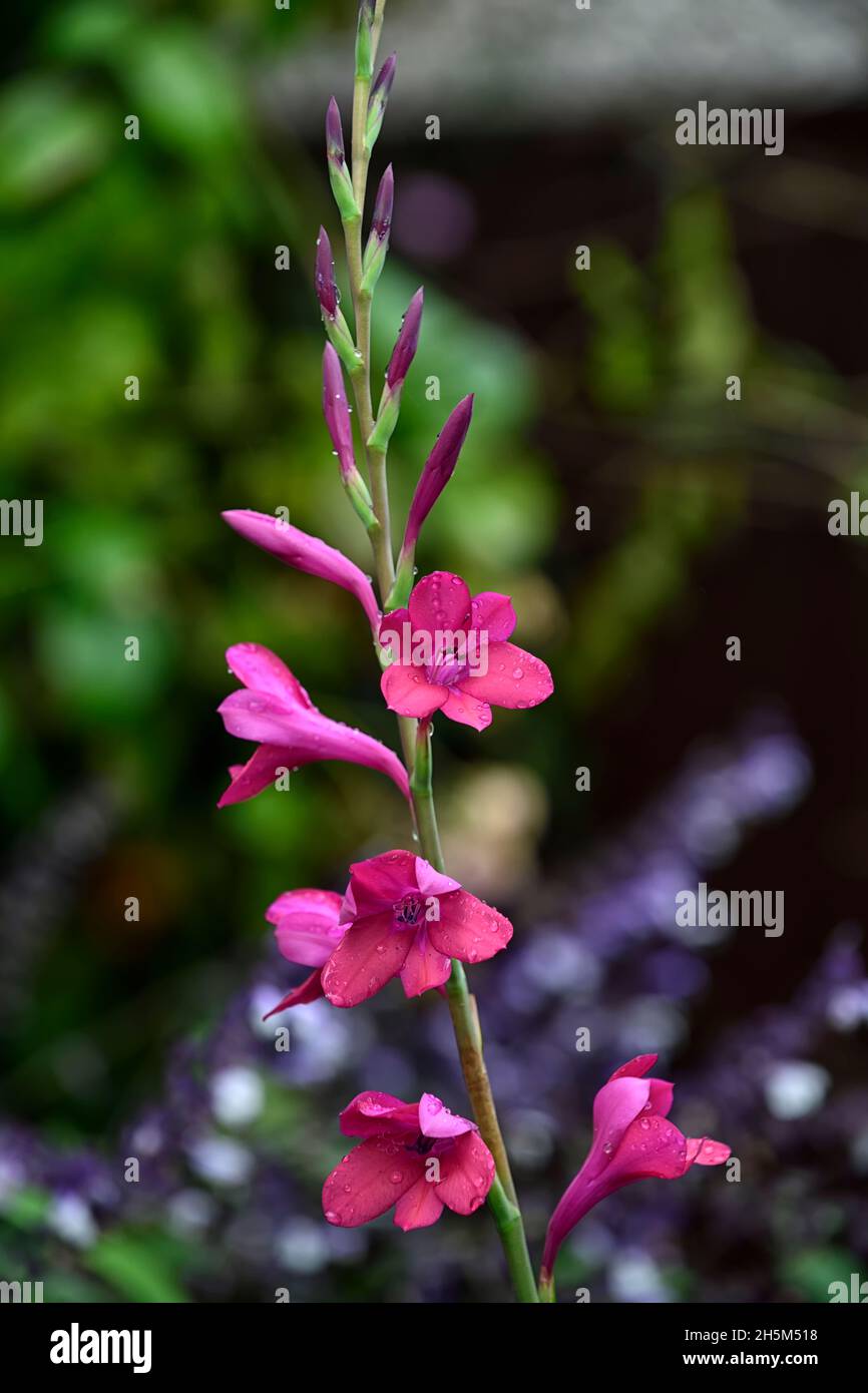 Watsonia Borbonica Victoria, Giglio di Bugle, fiore viola, fiori viola, watsonias viola, fiore, fiori, spike, spike, perenne, letto misto, bordo, piantando Foto Stock