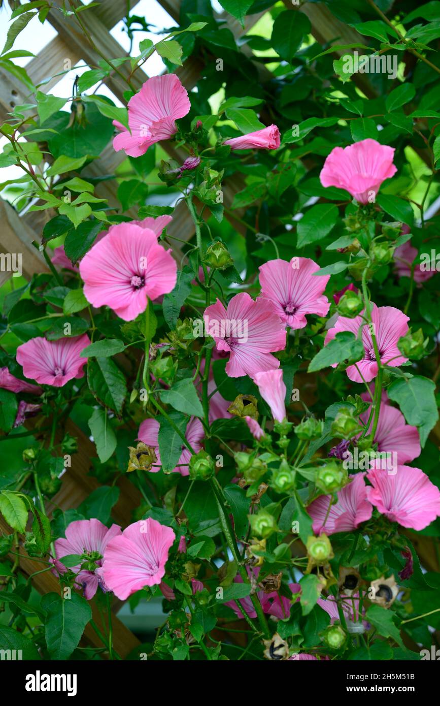 Lavatera Silver Cup, annuale mallow, fiori rosa tenui, fiori, fiori, piante annuali, RM Floral Foto Stock