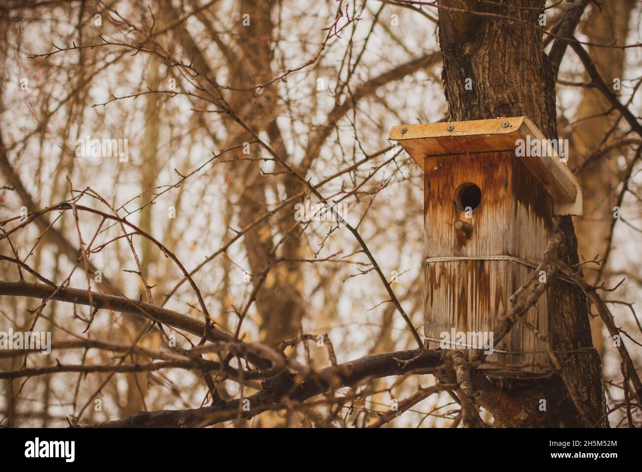 Foto d'epoca di un birdhouse sullo sfondo di un boschetto d'acero. Foto Stock