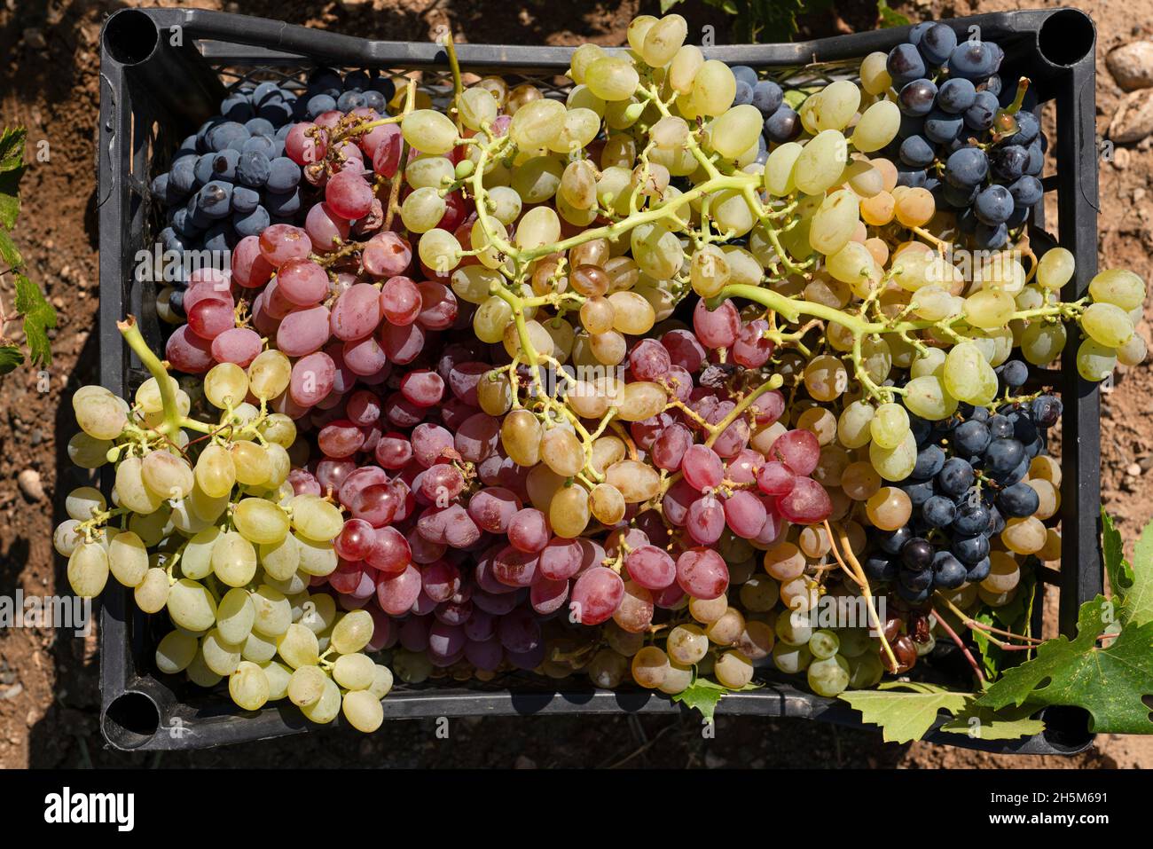 Deliziose uve di diversi colori raccolte all'annata. Foto Stock