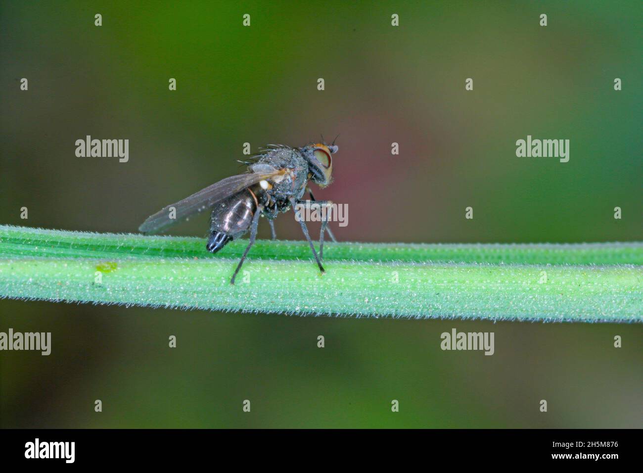 Il minatore di foglie è una specie di insetto della famiglia Agromyzidae. E 'infestato di molti raccolti. Insetti su cereali. Foto Stock