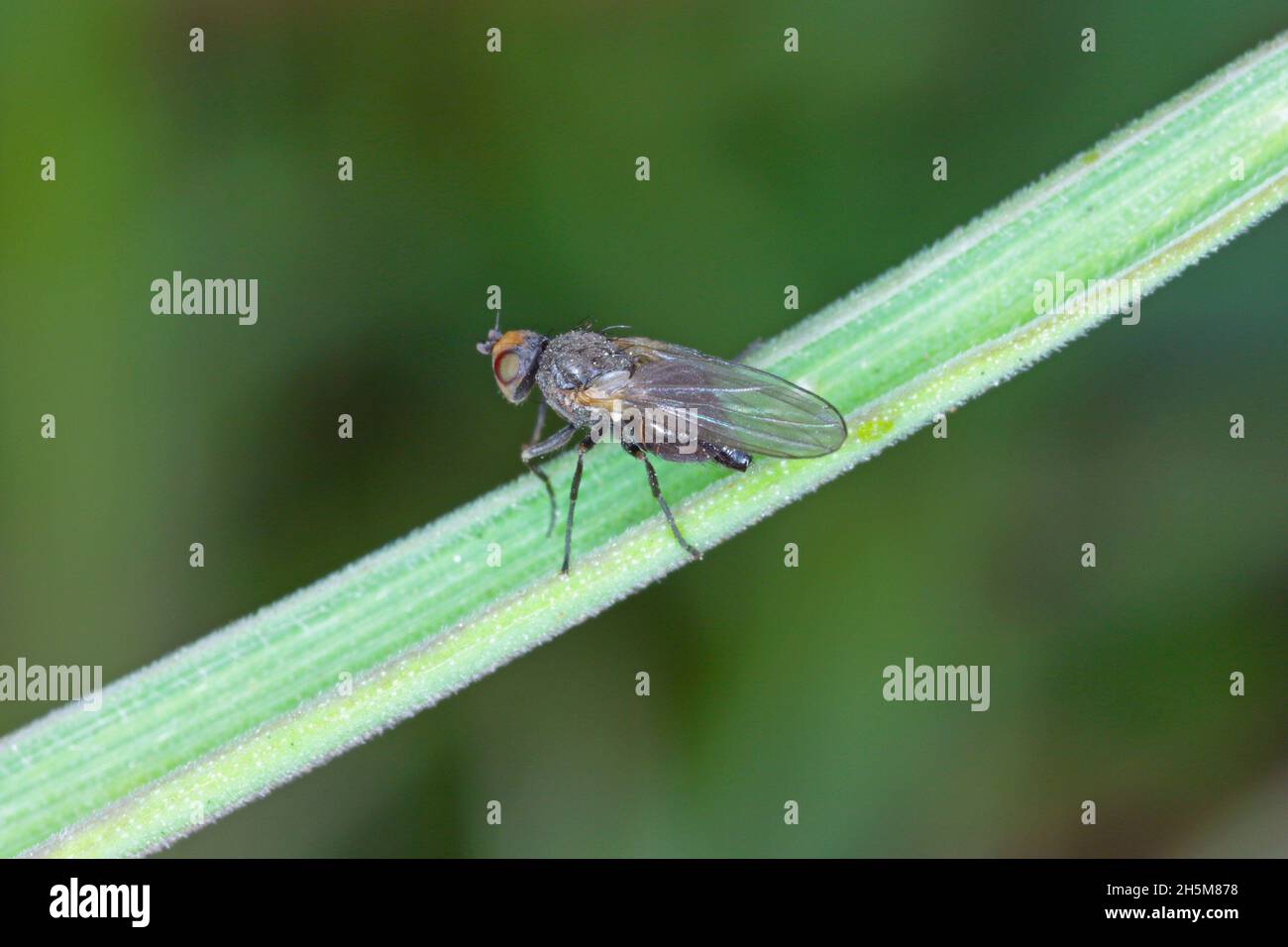 Il minatore di foglie è una specie di insetto della famiglia Agromyzidae. E 'infestato di molti raccolti. Insetti su cereali. Foto Stock