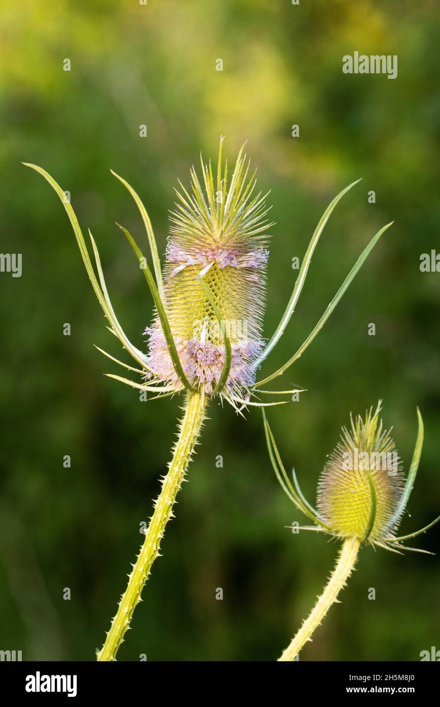 Fioritura della cannella selvatica, Dipsacus Fullonum durante una serata estiva nella natura selvaggia europea. Foto Stock