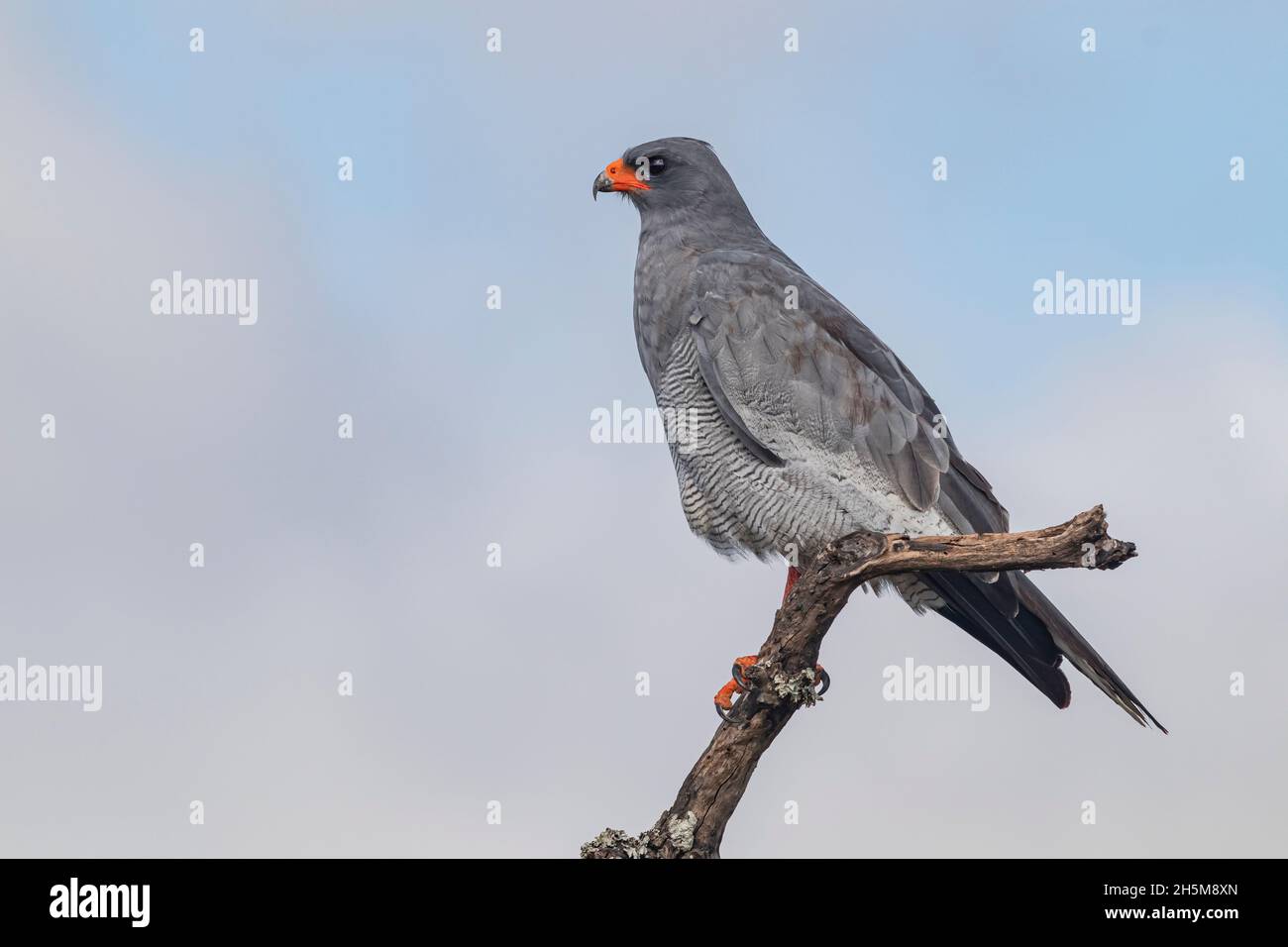 Un falco arrier-falco africano, falco arrier o gymnogene (Polyboroides typus) perches su ramo di albero essiccato nel Parco Nazionale degli Elefanti di Addo, Sudafrica. Foto Stock