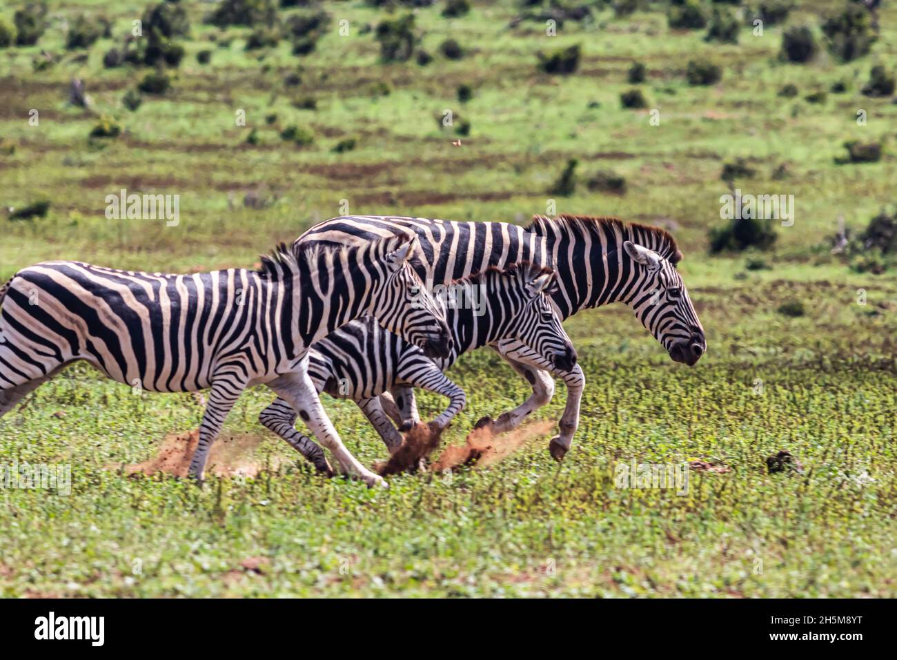 Tre zebra di Burchel (Equus quagga burchellii) di due adulti e un bambino che corre attraverso la pianura dell'erba nel Parco Nazionale degli Elefanti di Addo. Foto Stock