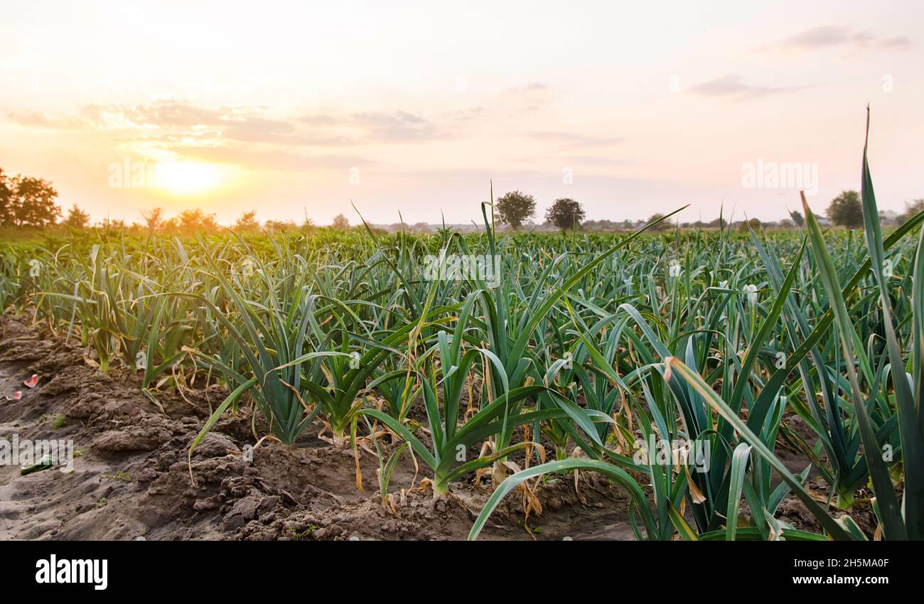Piantagioni di porri nella luminosa giornata di sole. Coltivando vegetali organici. Prodotti eco-compatibili. Agricoltura e agricoltura. Messa a fuoco selettiva Foto Stock
