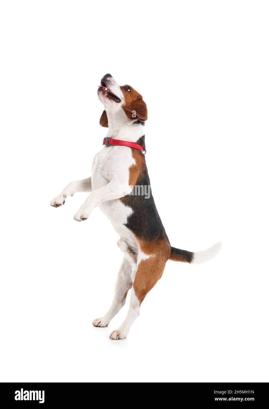 Carino cane Beagle che salta su sfondo bianco Foto Stock
