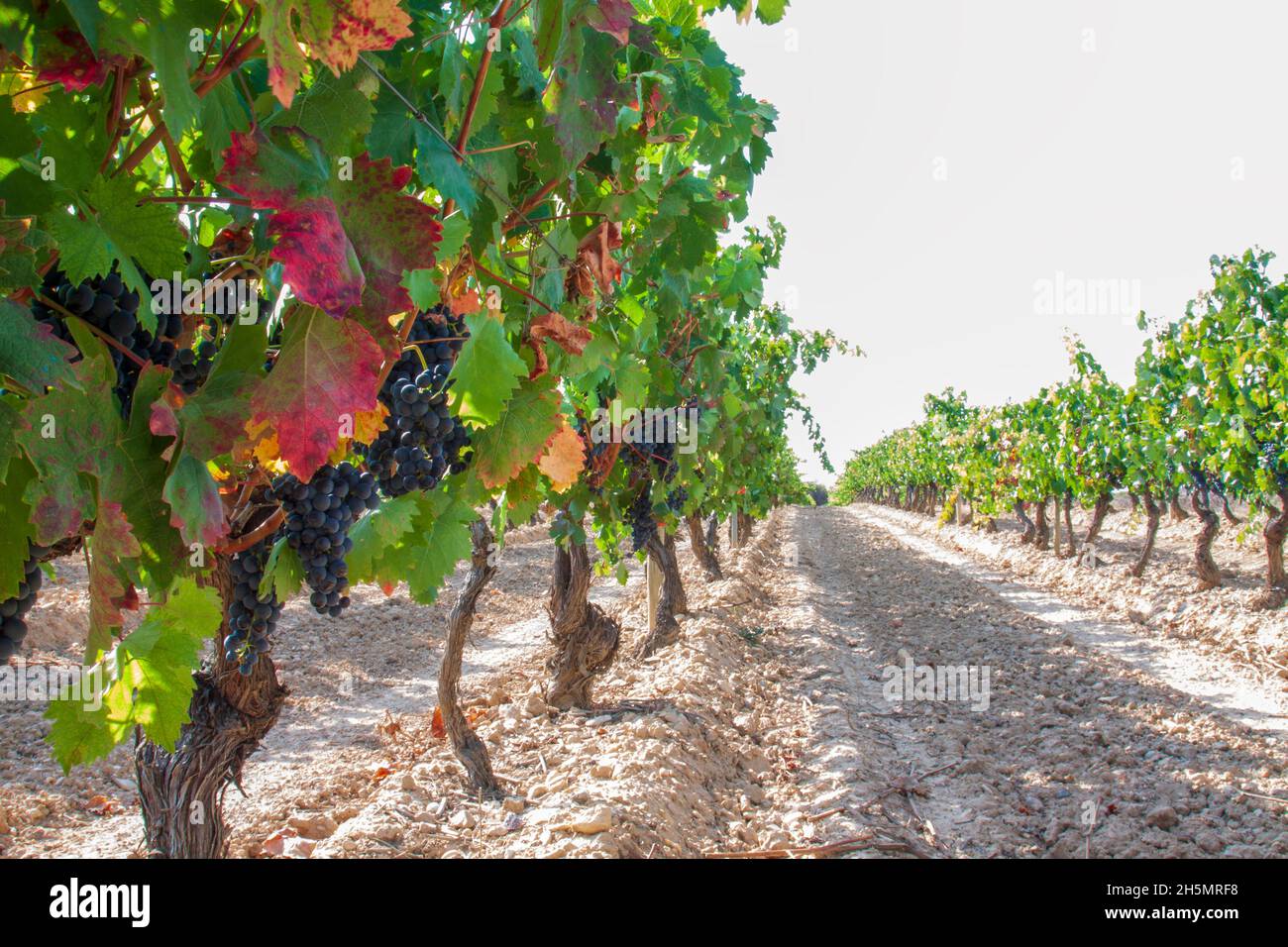 Vigneti la Rioja. Spagna Foto Stock