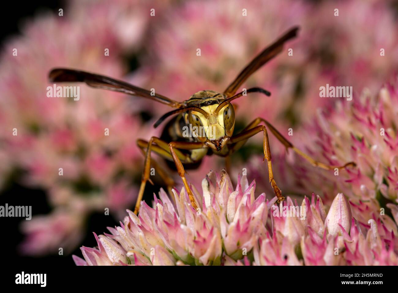 Faccia giallo pallido Northern Paper Wasp che alimenta il nettare da Sedum pianta. Conservazione di insetti e fauna selvatica, conservazione di habitat, e giardino fiore g Foto Stock