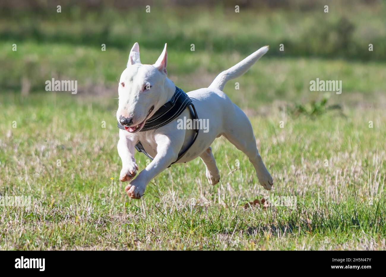 in miniatura bianca bull Terrier running. Foto Stock