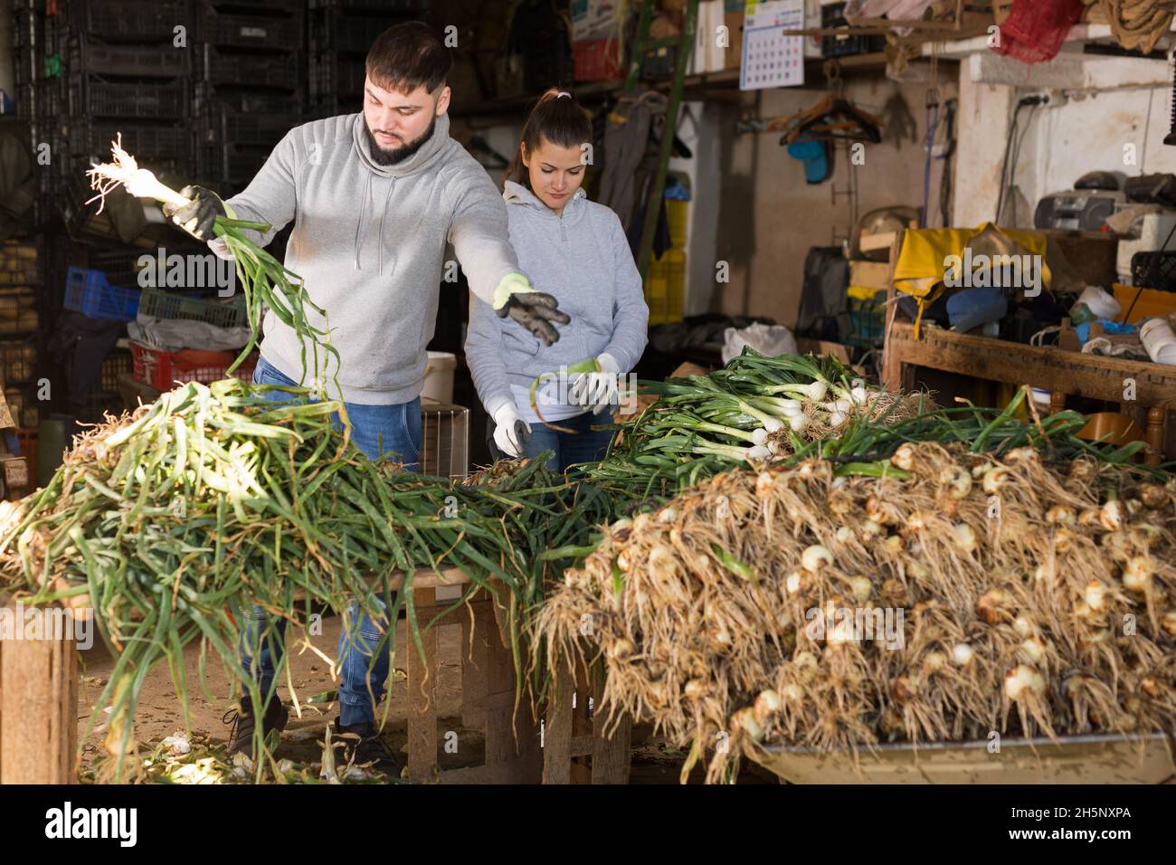 Coppia di contadini che sbucciano e smistano le cipolle verdi Foto Stock