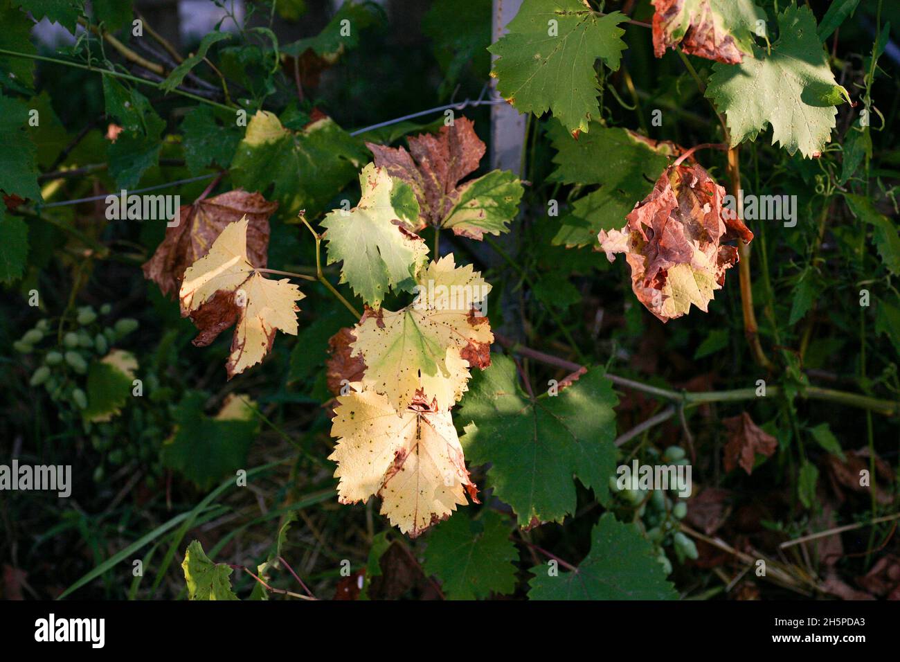 Una malattia dell'uva molto pericolosa che colpisce le parti aeree della pianta, coprendo la parte superiore delle foglie con un rivestimento bianco. Macchie scure appaiono su foglie malate. Le macchie sembrano diventare marroni Foto Stock