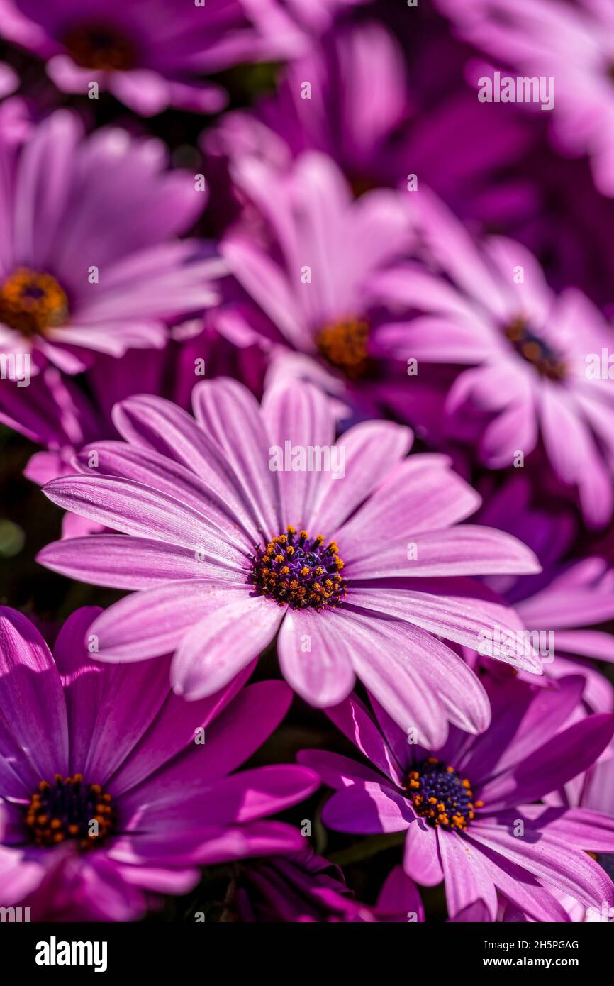Boscaglia di daisie africane, Osteospermum, al sole Foto Stock