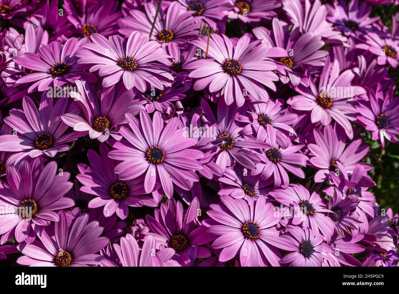 Boscaglia di daisie africane, Osteospermum, al sole Foto Stock