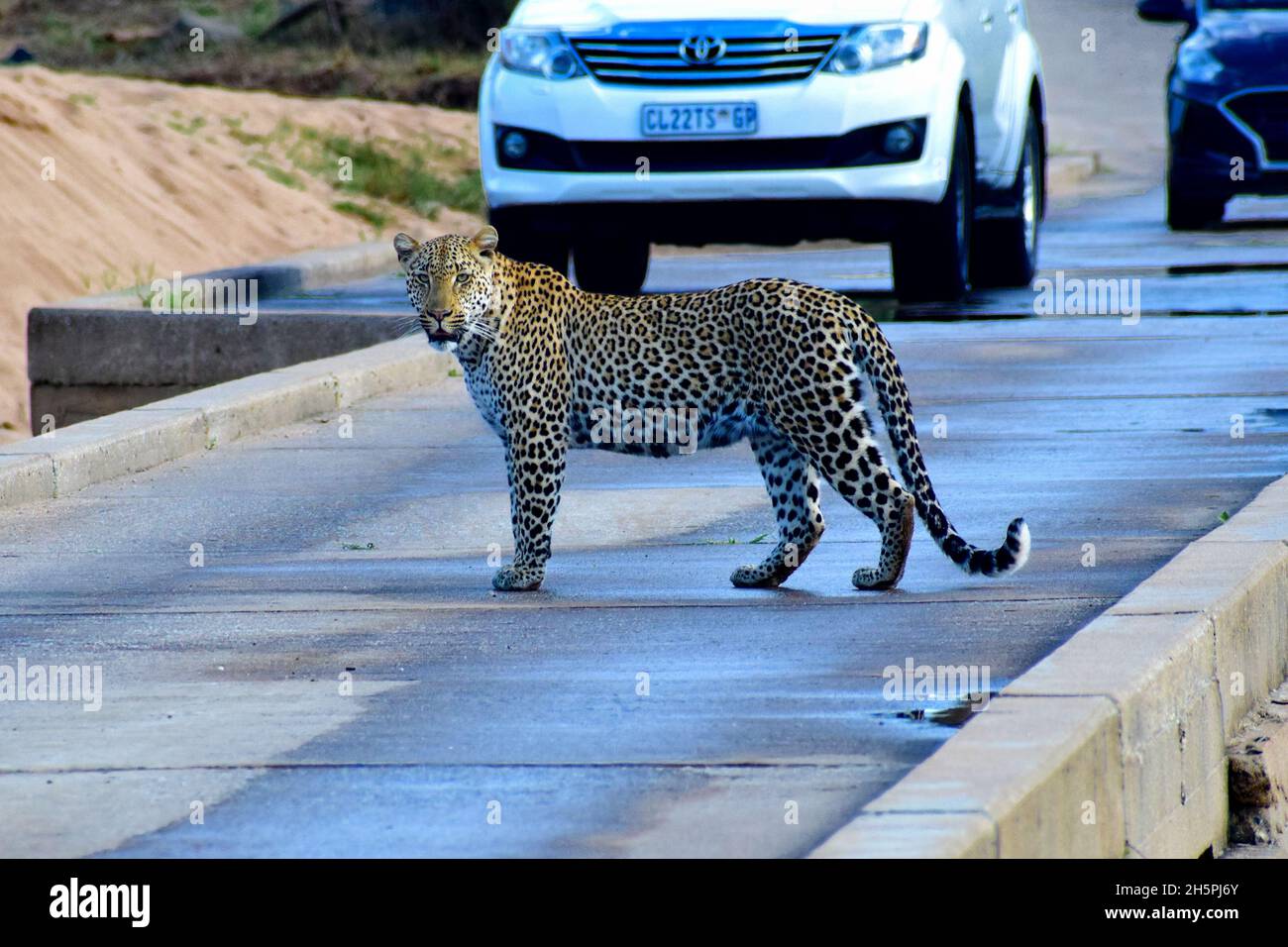 Leopardo sul ponte del fiume sabie Foto Stock