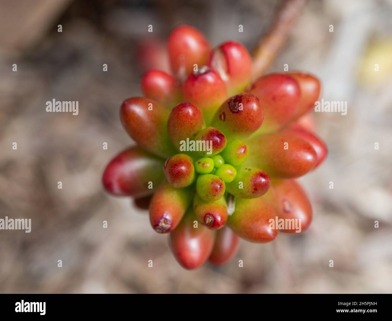 Closeup Sedum rubrotinctum o Jelly Bean pianta è un succulente che ha fagiolo-a forma di foglie verde e rosso sulle punte, è facile da crescere, macro Foto Stock Closeup Sedum rubrotinctum o Jelly Bean pianta è un succulente che ha fagiolo-a forma di foglie verde e rosso sulle punte, è facile da crescere, macro Foto Stock