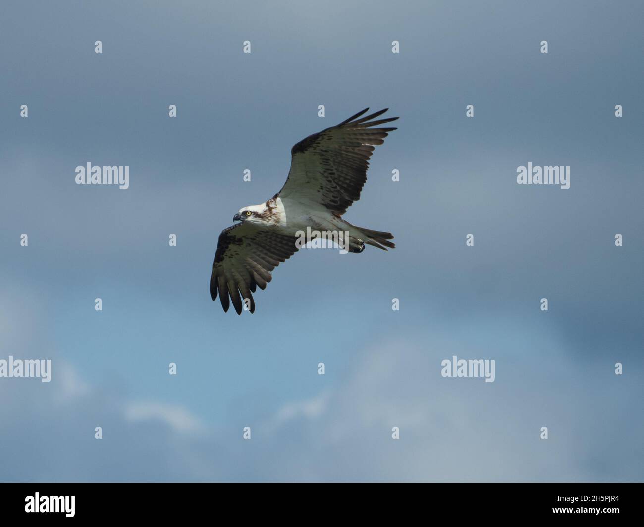 La bellezza di un magnifico uccello, Osprey orientale, con ali distese volare selvaggio e libero nel cielo blu nuvoloso, East Coast Australia Foto Stock