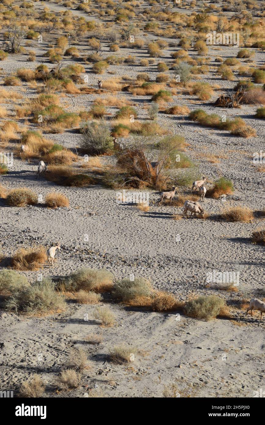 Mandria di pecore bighorn vicino Palm Desert, California Foto Stock
