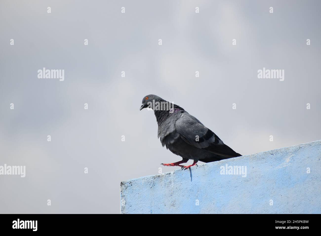 Rock Pigeon su una sporgenza Foto Stock