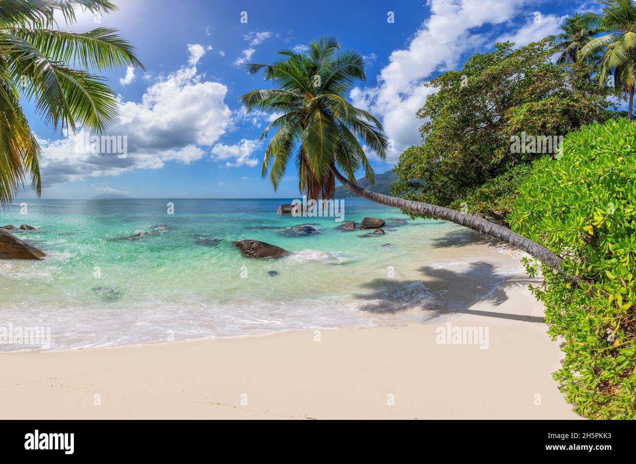 Spiaggia di sabbia tropicale soleggiata con palme da cocco e mare tropicale. Vacanze estive spiaggia tropicale. Foto Stock