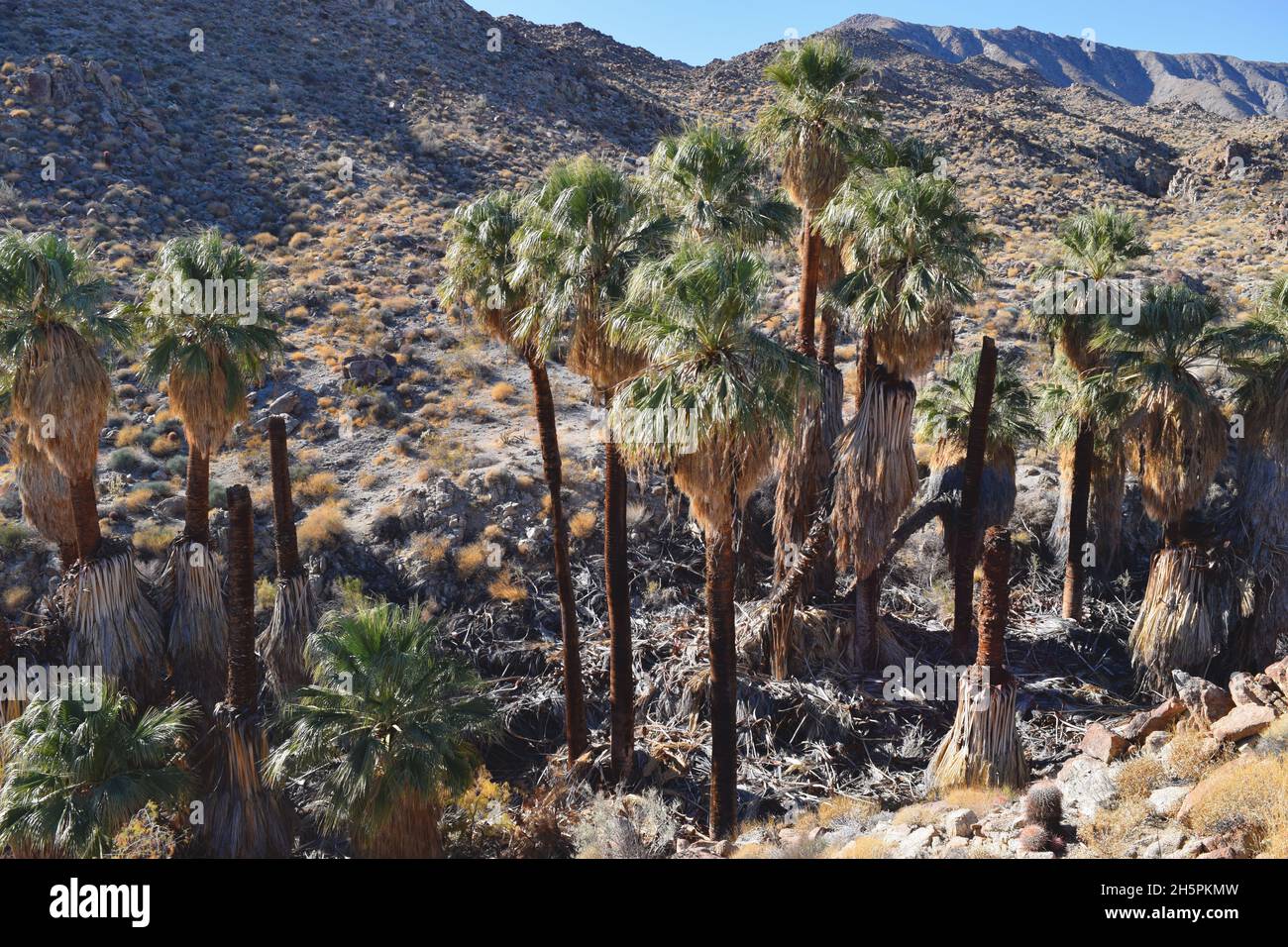 Grove of Desert Fan Palm (Washingtonia Fillifera) in un'oasi vicino Palm Desert, California Foto Stock