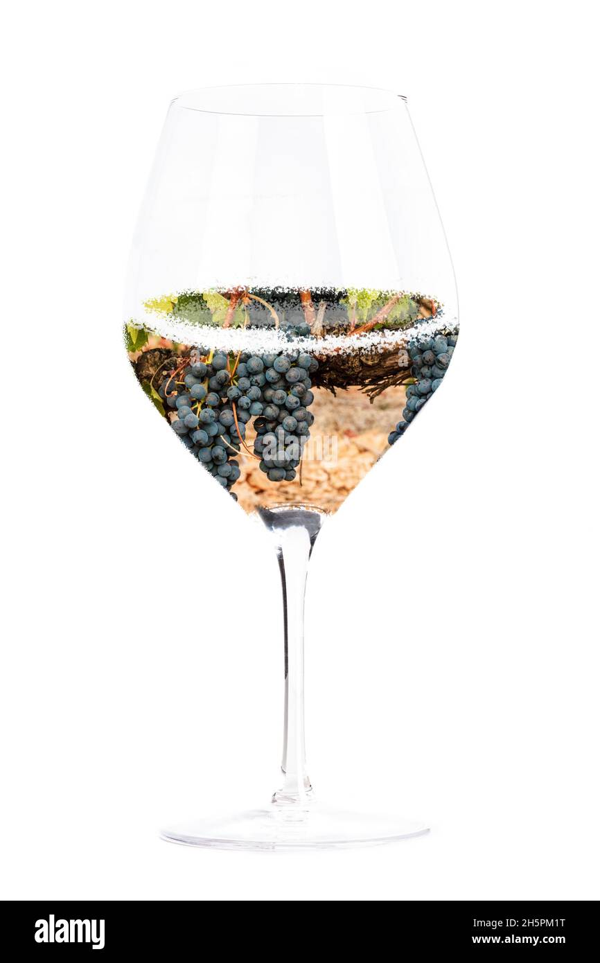 Concetto di vino. Vigneto in collage di vetro, isolato su sfondo bianco. Uva da vino rosso su un vitigno Foto Stock