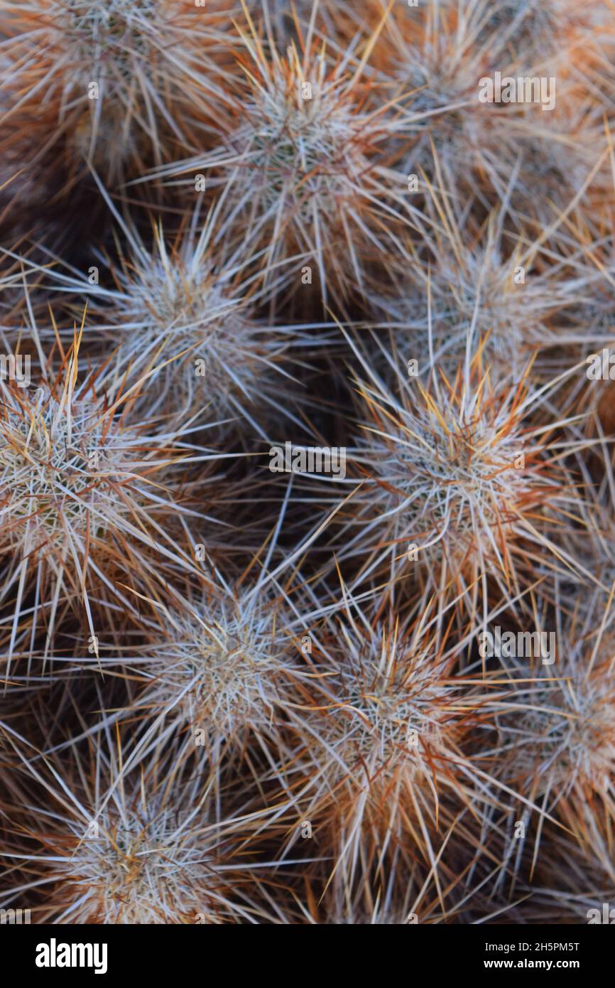 Groppa di cactus nel deserto vicino a Palm Desert, California Foto Stock