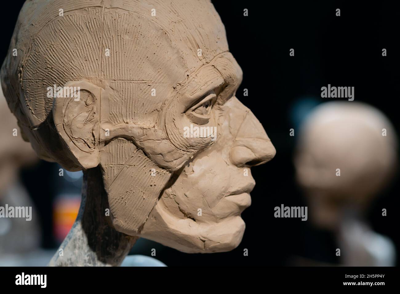 Il processo di creazione di ecorche. Lo scultore sta lavorando. Scultura di una testa umana con la pelle rimossa. Muscoli e ossa sono mostrati. Foto Stock