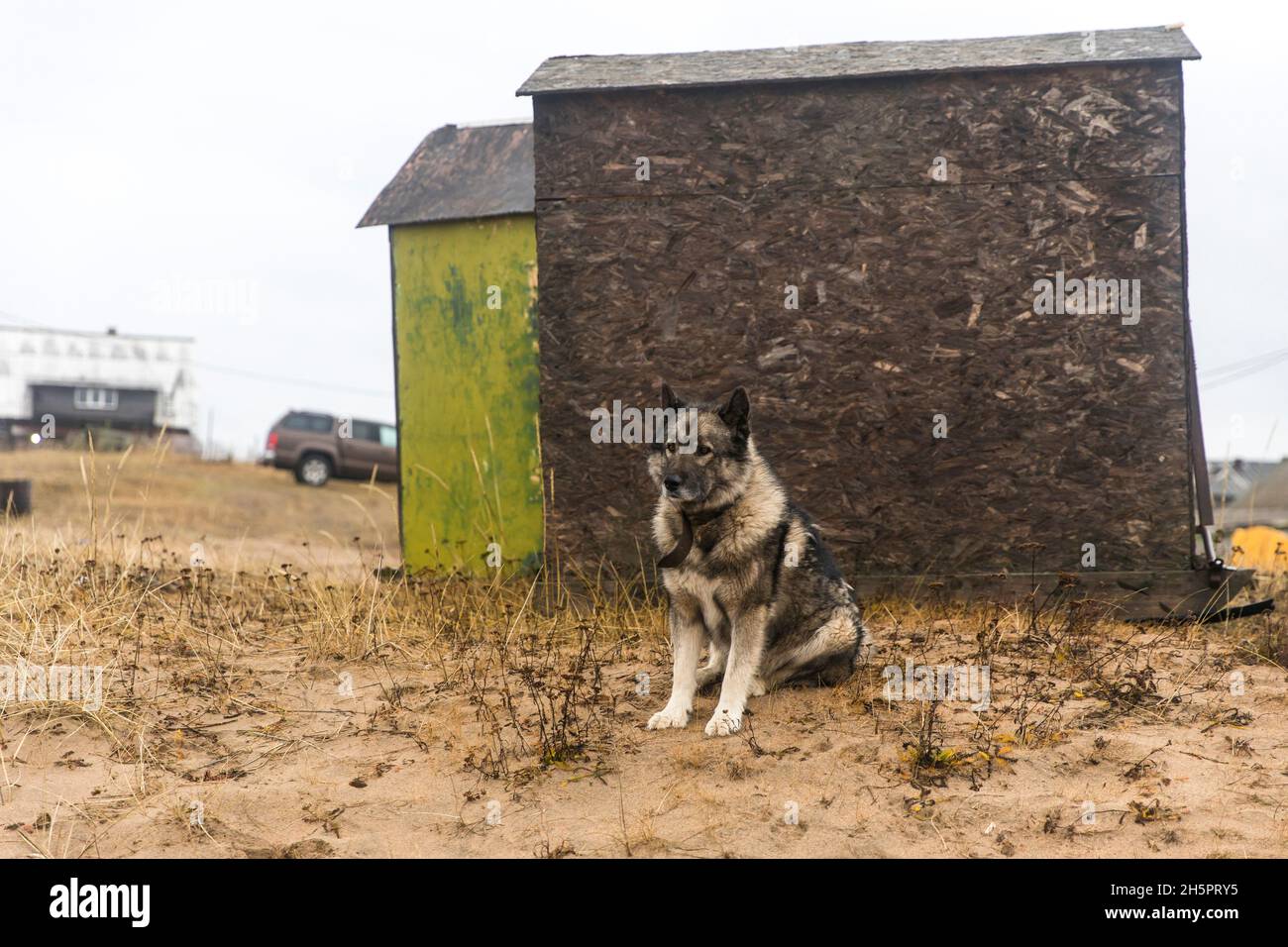 Kuzomen, distretto di Terskiy, regione di Murmansk, Russia - un villaggio coperto di sabbia. Il cane si siede vicino a due capannoni da pesca Foto Stock