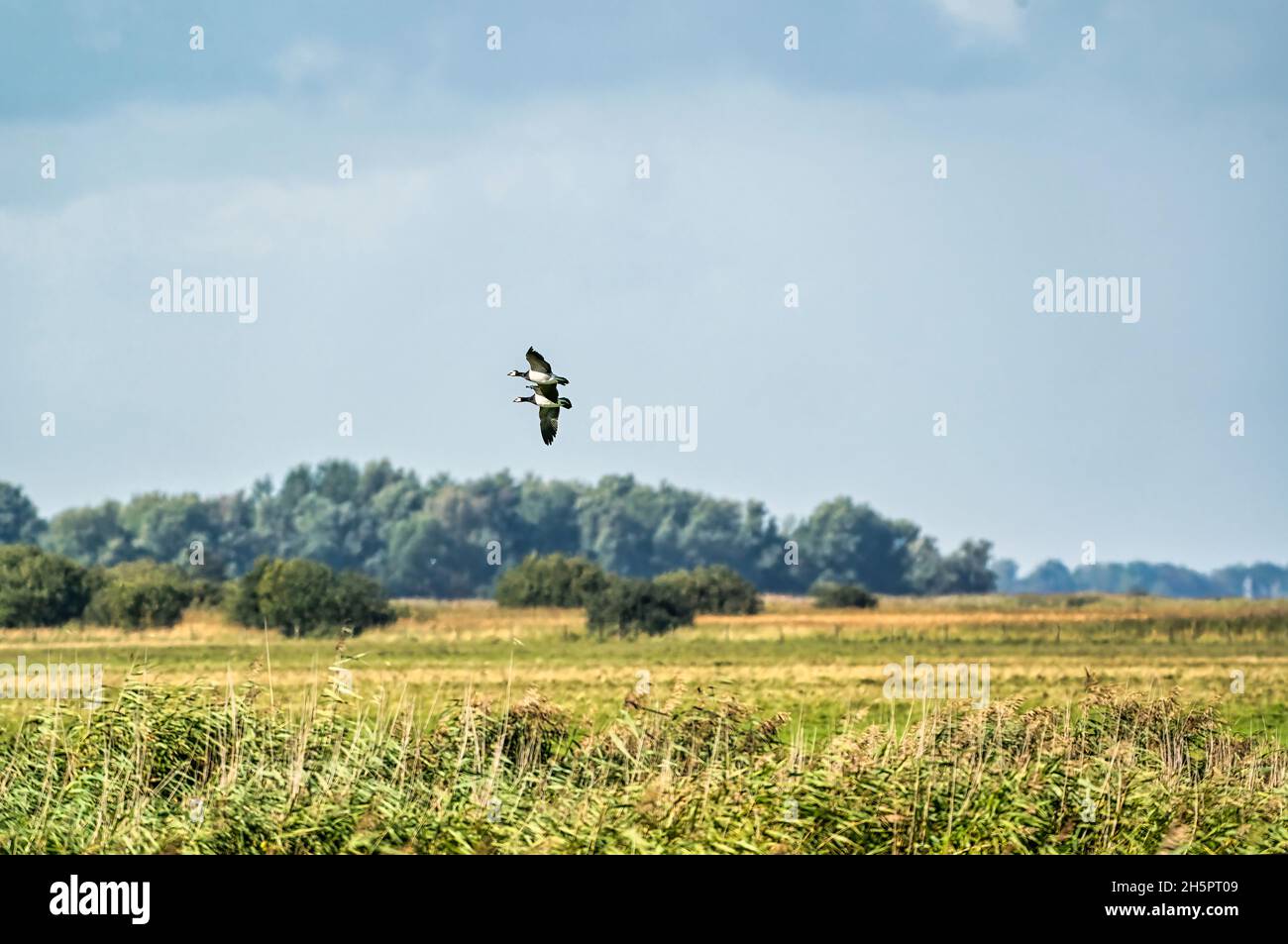 Due Barnacle Geese, Branta leucopsis, volando in un cielo blu. Sopra erba e canne in autunno. Nel loro habitat Foto Stock