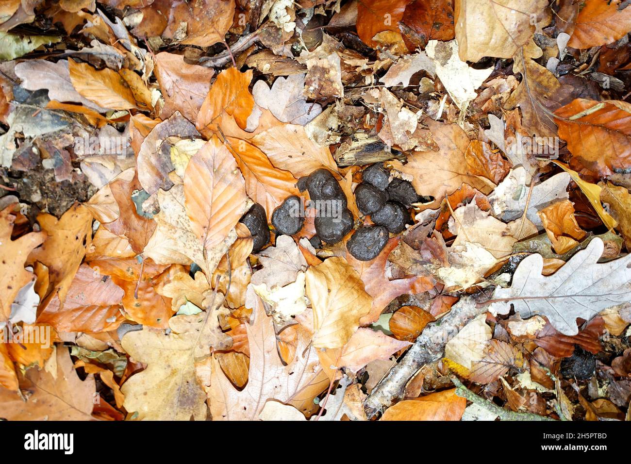 Poo di cinghiale nella foresta, Tegel, Berlino, Germania Foto Stock