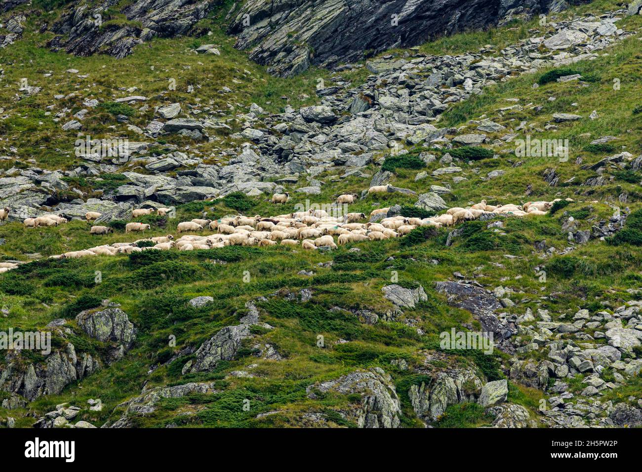 Un gregge di pecore al transaragasan nel carpazi di romania Foto Stock