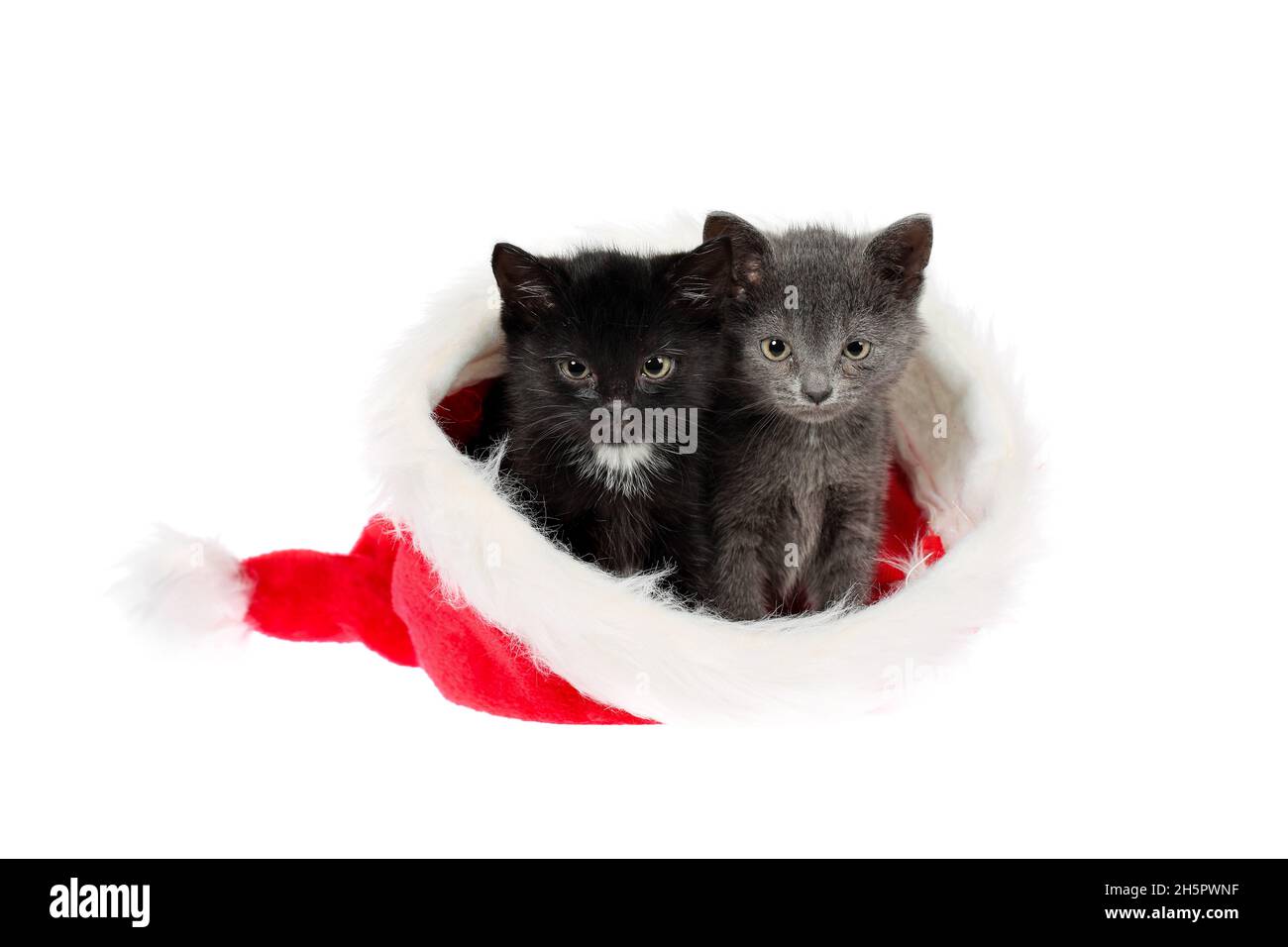 Due adorabili cuccioli, un grigio e un nero con uno bianco, seduti in un cappello di Natale di Santa, che appaiono leggermente arrabbiati. Isolato su sfondo bianco Foto Stock