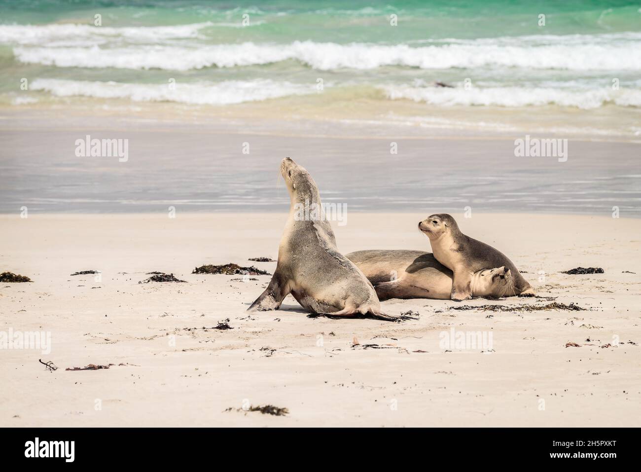 I leoni marini si rifondano sulla spiaggia a Seal Bay, Kangaroo Island, South Australia Foto Stock