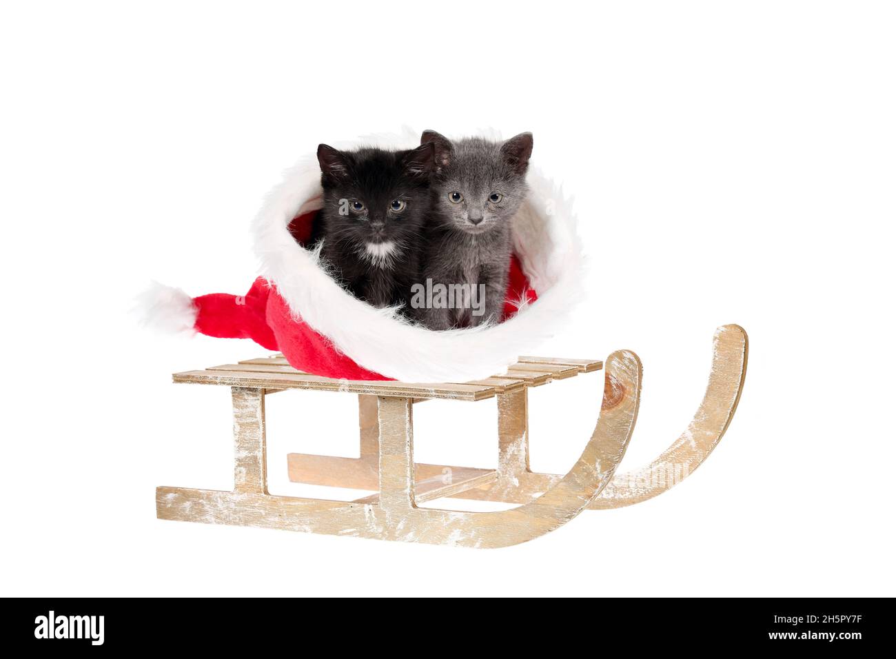 Due adorabili gattini di Natale, un grez e un nero con macchia bianca, seduto in un cappello rosso di Santa, su una slitta vintage in legno, isolato su bianco Foto Stock